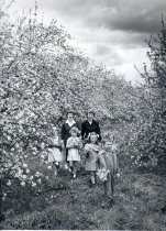 Apple Blossom 1949
